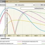 La pandemia de la enfermedad por coronavirus 2019 (COVID-19) continúa afectando a gran parte del mundo. El conocimiento de las pruebas de diagnóstico para el coronavirus 2 del síndrome respiratorio agudo severo (SARS-CoV-2) todavía está evolucionando, y es importante una comprensión clara de la naturaleza de las pruebas y la interpretación de sus hallazgos. Investigadores han publicado en la revista JAMA un estudio que describe cómo interpretar dos tipos de pruebas de diagnóstico comúnmente utilizadas para las infecciones por SARS-CoV-2: reacción en cadena de la transcriptasa inversa-polimerasa (RT-PCR) y el ensayo inmunoabsorbente ligado a enzimas IgM e IgG (ELISA), y cómo los resultados puede variar con el tiempo. Detección de ARN viral por RT-PCR Hasta ahora, la prueba más confiable y de uso más común para el diagnóstico de COVID-19 ha sido la prueba de RT-PCR realizada con hisopos nasofaríngeos u otras muestras del tracto respiratorio superior, incluida la torunda de la garganta o, más recientemente, la saliva. Los diferentes fabricantes utilizan una variedad de dianas de genes de ARN, y la mayoría de las pruebas apuntan a 1 o más de los genes de la envoltura ( env ), nucleocápsida ( N ), espiga ( S ), ARN polimerasa dependiente de ARN ( RdRp ) y ORF1 . Las sensibilidades de las pruebas a los genes individuales son comparables según los estudios de comparación, excepto la sonda de cebador RdRp-SARSr (Charité), que tiene una sensibilidad ligeramente menor probablemente debido a un desajuste en el cebador inverso. En la mayoría de las personas con infección sintomática por COVID-19, el ARN viral en el hisopo nasofaríngeo medido por el umbral del ciclo (Ct) se vuelve detectable desde el primer día de los síntomas y alcanza su punto máximo dentro de la primera semana de aparición de los síntomas. El Ct es el número de ciclos de replicación necesarios para producir una señal fluorescente, con valores de Ct más bajos que representan mayores cargas de ARN viral. Un valor de Ct inferior a 40 se informa clínicamente como PCR positivo. Esta positividad comienza a disminuir en la semana 3 y posteriormente se vuelve indetectable. Sin embargo, los valores de Ct obtenidos en pacientes hospitalizados gravemente enfermos son más bajos que los valores de Ct de los casos leves, y la positividad de la PCR puede persistir más de 3 semanas después del inicio de la enfermedad, cuando la mayoría de los casos leves arrojarán un resultado negativo. Sin embargo, un resultado de PCR "positivo" refleja solo la detección de ARN viral y no necesariamente indica la presencia de virus viable. En algunos casos, el ARN viral se ha detectado por RT-PCR incluso después de la semana 6 después de la primera prueba positiva. También se han reportado algunos casos positivos después de 2 pruebas de PCR negativas consecutivas realizadas con 24 horas de diferencia. No está claro si se trata de un error de prueba, reinfección o reactivación. En un estudio de 9 pacientes, los intentos de aislar el virus en cultivo no tuvieron éxito más allá del día 8 del inicio de la enfermedad, lo que se correlaciona con la disminución de la infectividad más allá de la primera semana. Eso es en parte por qué la "estrategia basada en los síntomas" de los Centros para el Control y la Prevención de Enfermedades (CDC) indica que los trabajadores de la salud pueden regresar al trabajo si "han pasado al menos 3 días (72 horas) desde la recuperación definida como resolución de fiebre sin el uso de medicamentos para reducir la fiebre y mejoría en los síntomas respiratorios (p. ej., tos, falta de aliento); y, han pasado al menos 10 días desde que aparecieron los primeros síntomas ". La línea de tiempo de la positividad de la PCR es diferente en muestras distintas de la torunda nasofaríngea. La positividad de la PCR disminuye más lentamente en el esputo y aún puede ser positiva después de que los hisopos nasofaríngeos son negativos. En un estudio, la positividad de la PCR en heces se observó en 55 de 96 pacientes infectados (57%) y se mantuvo positiva en las heces más allá del hisopo nasofaríngeo en una mediana de 4 a 11 días, pero no estuvo relacionada con la gravedad clínica. La persistencia de la PCR en el esputo y las heces fue similar a la evaluada por Wölfel et al. En un estudio de 205 pacientes con infección confirmada por COVID-19, la positividad de RT-PCR fue más alta en muestras de lavado broncoalveolar (93%), seguida de esputo (72%), torunda nasal (63%) y torunda faríngea (32%) . 5 Los resultados falsos negativos se produjeron principalmente debido al momento inadecuado de la recolección de muestras en relación con el inicio de la enfermedad y la deficiencia en la técnica de muestreo, especialmente de los hisopos nasofaríngeos. La especificidad de la mayoría de las pruebas de RT-PCR es del 100% porque el diseño del cebador es específico de la secuencia del genoma del SARS-CoV-2. Ocasionales resultados falsos positivos pueden ocurrir debido a errores técnicos y contaminación de reactivos. Detección de anticuerpos contra el SARS-CoV-2 La infección por COVID-19 también se puede detectar indirectamente midiendo la respuesta inmune del huésped a la infección por SARS-CoV-2. El diagnóstico serológico es especialmente importante para pacientes con enfermedad leve a moderada que pueden presentar retraso, más allá de las primeras 2 semanas de inicio de la enfermedad. El diagnóstico serológico también se está convirtiendo en una herramienta importante para comprender el alcance de COVID-19 en la comunidad e identificar a las personas inmunes y potencialmente "protegidas" contra la infección. El marcador serológico más sensible y más temprano son los anticuerpos totales, cuyos niveles comienzan a aumentar a partir de la segunda semana del inicio de los síntomas. Aunque se ha descubierto que el ELISA IgM e IgG es positivo incluso al cuarto día después del inicio de los síntomas, se producen niveles más altos en la segunda y tercera semana de enfermedad. Por ejemplo, la seroconversión de IgM e IgG se produjo en todos los pacientes entre la tercera y cuarta semana del inicio de la enfermedad clínica, medida en 23 pacientes por To et al y 85 pacientes por Xiang et al. Posteriormente, la IgM comienza a disminuir y alcanza niveles más bajos en la semana 5 y casi desaparece en la semana 7, mientras que la IgG persiste más allá de las 7 semanas. En un estudio de 140 pacientes, la sensibilidad combinada de PCR y ELISA de IgM dirigida al antígeno nucleocápsido (NC) fue del 98,6% frente al 51,9% con una sola prueba de PCR. Durante los primeros 5.5 días, la PCR cuantitativa tuvo una tasa de positividad más alta que la IgM, mientras que el ELISA de IgM tuvo una tasa de positividad más alta después del día 5.5 de la enfermedad. Las pruebas de anticuerpos IgM e IgG basadas en ELISA tienen una especificidad superior al 95% para el diagnóstico de COVID-19. Las pruebas de muestras de suero emparejadas con la PCR inicial y las 2 semanas posteriores pueden aumentar aún más la precisión del diagnóstico. Por lo general, la mayoría de los anticuerpos se producen contra la proteína más abundante del virus, que es el NC. Por lo tanto, las pruebas que detectan anticuerpos contra NC serían las más sensibles. Sin embargo, el dominio de unión al receptor de la proteína S (RBD-S) es la proteína de unión del huésped, y los anticuerpos contra RBD-S serían más específicos y se espera que sean neutralizantes. Por lo tanto, el uso de uno o ambos antígenos para detectar IgG e IgM daría como resultado una alta sensibilidad. Sin embargo, los anticuerpos pueden tener reactividad cruzada con el SARS-CoV y posiblemente con otros coronavirus. Las pruebas rápidas de punto de atención para la detección de anticuerpos se han desarrollado y comercializado ampliamente y son de calidad variable. Muchos fabricantes no revelan la naturaleza de los antígenos utilizados. Estas pruebas son de naturaleza puramente cualitativa y solo pueden indicar la presencia o ausencia de anticuerpos contra el SARS-CoV-2. La presencia de anticuerpos neutralizantes solo puede confirmarse mediante una prueba de neutralización de reducción de placa. Sin embargo, se ha demostrado que los títulos altos de anticuerpos IgG detectados por ELISA se correlacionan positivamente con anticuerpos neutralizantes. La persistencia a largo plazo y la duración de la protección conferida por los anticuerpos neutralizantes sigue siendo desconocida. Usando la evidencia disponible, se ha diseñado una línea de tiempo clínicamente útil de marcadores de diagnóstico para la detección de COVID-19. La mayoría de los datos disponibles son para poblaciones adultas que no están inmunocomprometidas. El curso temporal de la positividad de la PCR y la seroconversión puede variar en niños y otros grupos, incluida la gran población de individuos asintomáticos que no se diagnostican sin vigilancia activa. Quedan muchas preguntas, particularmente cuánto tiempo dura la inmunidad potencial en individuos, tanto asintomáticos como sintomáticos, que están infectados con SARS-CoV-2.