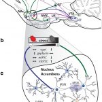 Esta proteína clave de la sinapsis inhibitoria modifica los mecanismos de afrontamiento conductual y la resistencia al estrés