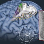 Human Brain Project, EBRAINS