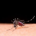 picadura de mosquito provoca enfermedades como el paludismo