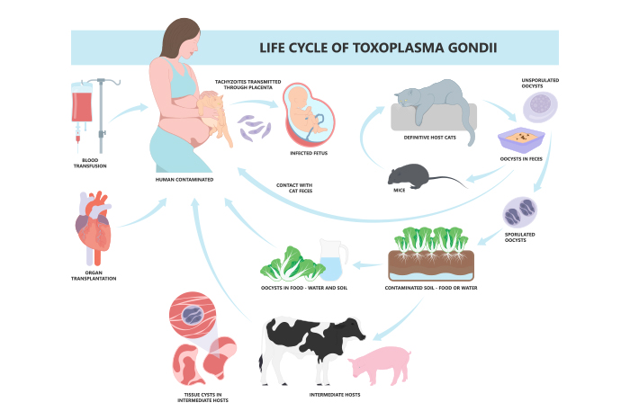 ciclo de la toxoplasmosis