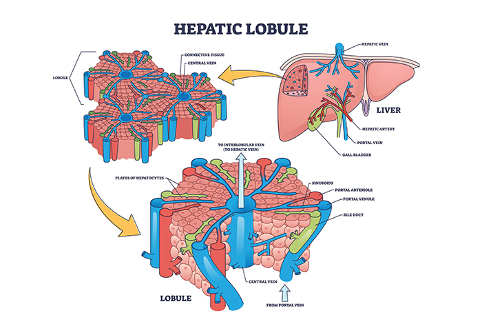 Lobulo hepático