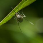 Semana de acción contra mosquitos