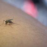 Riesgos de padecer dengue por la picadura de un mosquito